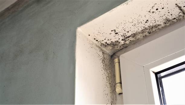 Best Forensic Mold Investigation  in Danbury, CT