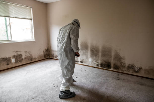 Best Mold Removal for HVAC Installations  in Danbury, CT